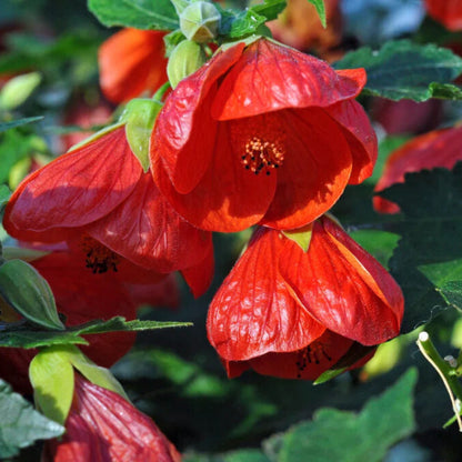 Bees Plant Hub Red Lantern Hibiscus Flowering Live Plant
