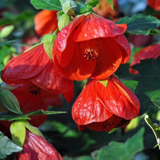 Bees Plant Hub Red Lantern Hibiscus Flowering Live Plant