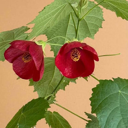 Bees Plant Hub Red Lantern Hibiscus Flowering Live Plant