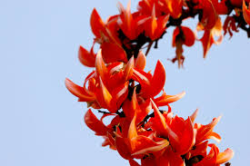 Pubba Nakshatra Tree – Red Palash (Butea monosperma) Live Plant