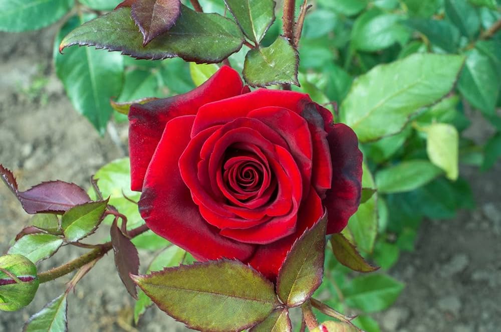 Bees Plant Hub Red Rose Grafted Live Plant