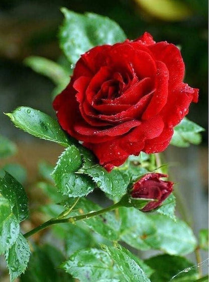 Bees Plant Hub Red Rose Grafted Live Plant