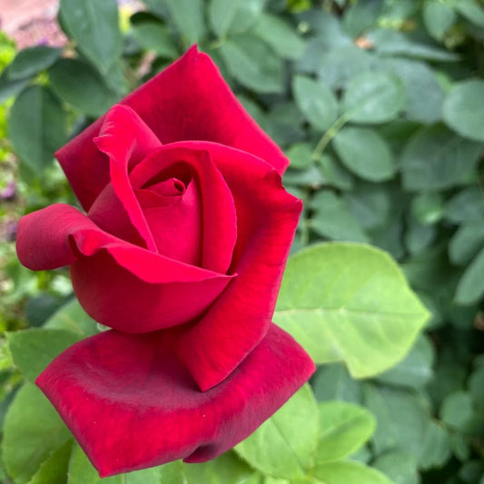 Bees Plant Hub Red Valentine Rose Grafted Live Plant