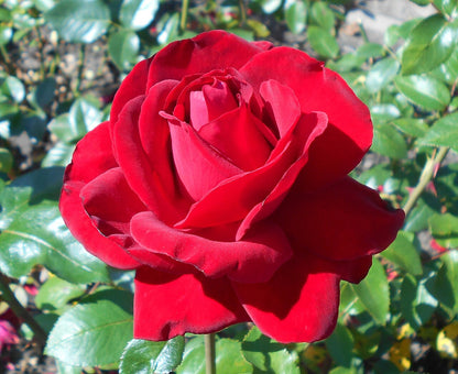 Bees Plant Hub Red Valentine Rose Grafted Live Plant