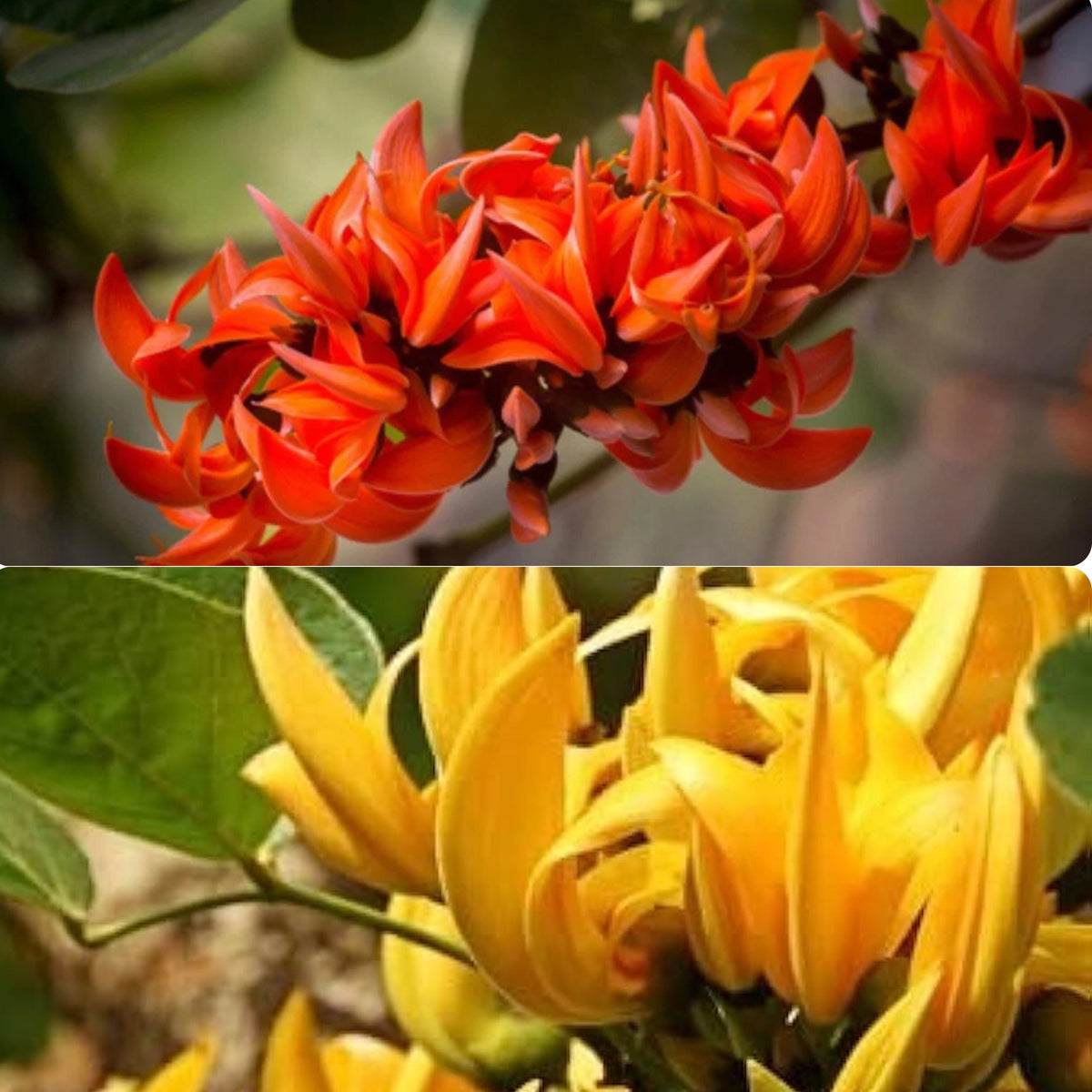 Bees Plant Hub Yellow Palash & Red Palash Combo Flowering Layered Live Plants
