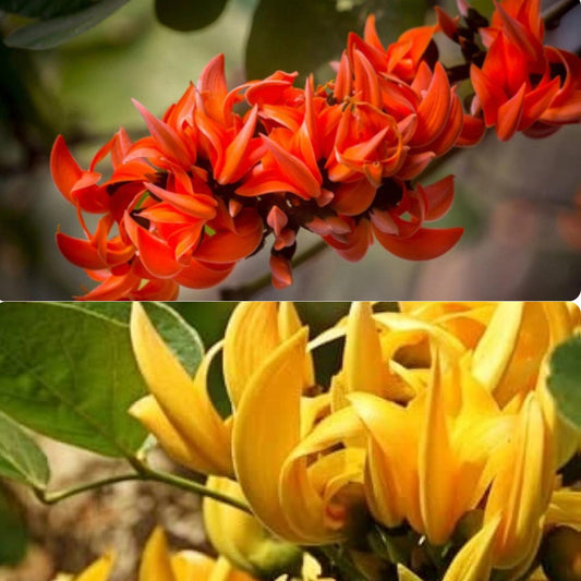 Bees Plant Hub Yellow Palash & Red Palash Combo Flowering Layered Live Plants