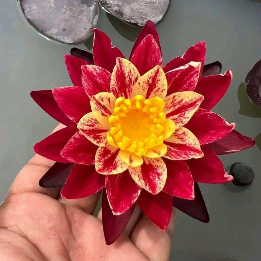 Ring of Fire  waterlily tropical daily bloomer live plant