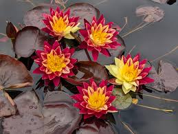 Ring of Fire  waterlily tropical daily bloomer live plant