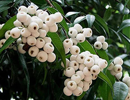 Cat Eye Fruit Plant (Poochapazham) – Rare Exotic Fruit Live Plant
