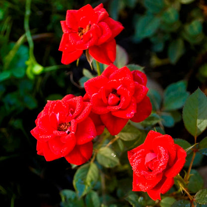 Bees Plant Hub Miniature Red Button Rose Live Plant
