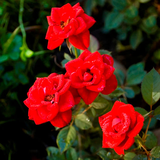 Bees Plant Hub Miniature Red Button Rose Live Plant