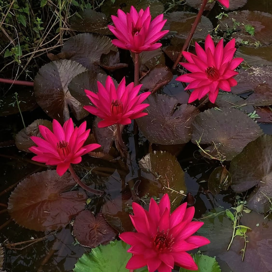 English Rosewaterlily tropical daily night bloomer live plant