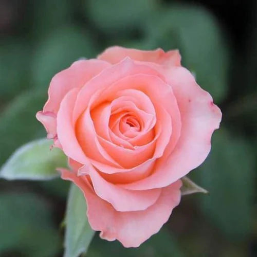 Bees Plant Hub Light Peach Rose Grafted Live Plant