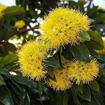 Crimson Penda / First Love yellow (Rosida) Flowering Live Plant