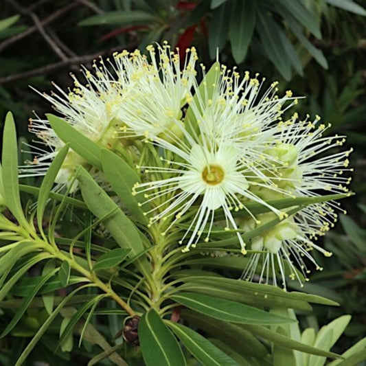 Crimson Penda / First Love White (Rosida) Flowering Live Plant