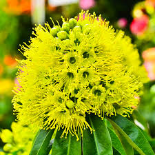 Crimson Penda / First Love yellow (Rosida) Flowering Live Plant