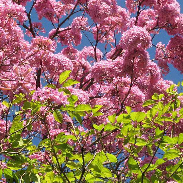 Bees Plant Hub Rosy Trumpet Tree (Tabebuia Rosea) Live Plant