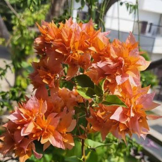 Bees Plant Hub Bougainvillea Salmon Pink Multi Petal (Paper Flower) Flowering Live Plant
