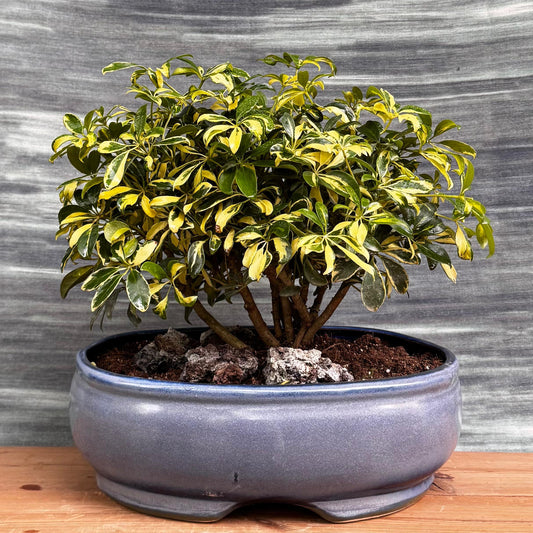 Bees Plant Hub Schefflera Variegated Bonsai Indoor Live Plant