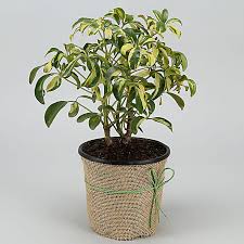 Bees Plant Hub Schefflera Variegated Bonsai Indoor Live Plant