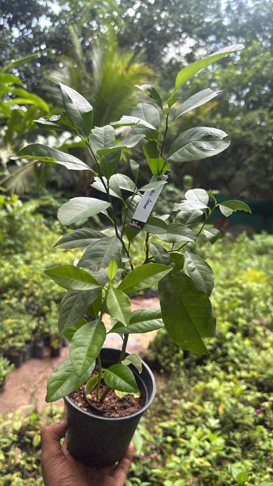 Bees Plant Hub Seedless Lemon (Citrus Lemon) Fruit Live Plant