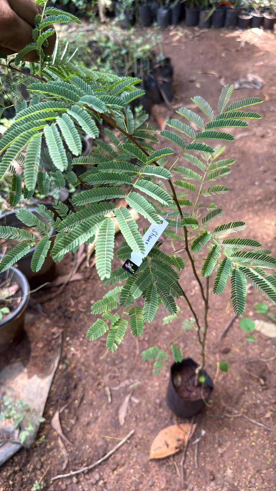Bees Plant Hub Shami / Jand (Prosopis cineraria) All Time Flowering Live Plant