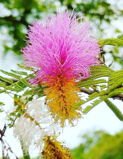 Bees Plant Hub Shami / Jand (Prosopis cineraria) All Time Flowering Live Plant