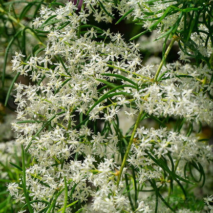 Bees Plant Hub Shatavari (Asparagus racemosus) Medicinal Live Plant
