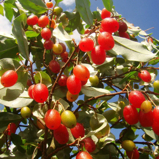 Bees Plant Hub Silver Berry Live Plant (Elaeagnus Commutata)