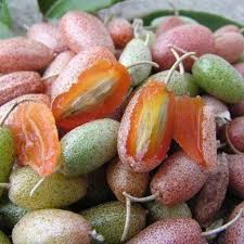Bees Plant Hub Silver Berry Live Plant (Elaeagnus Commutata)