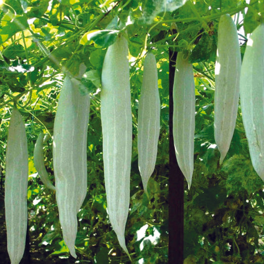 Organic Snake Gourd Seeds - Open Pollinated