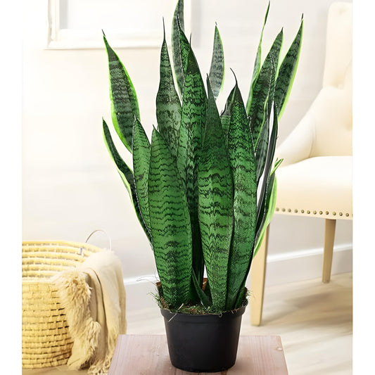 Bees Plant Hub Snake Plant (Sansevieria trifasciata) Indoor Live Plant