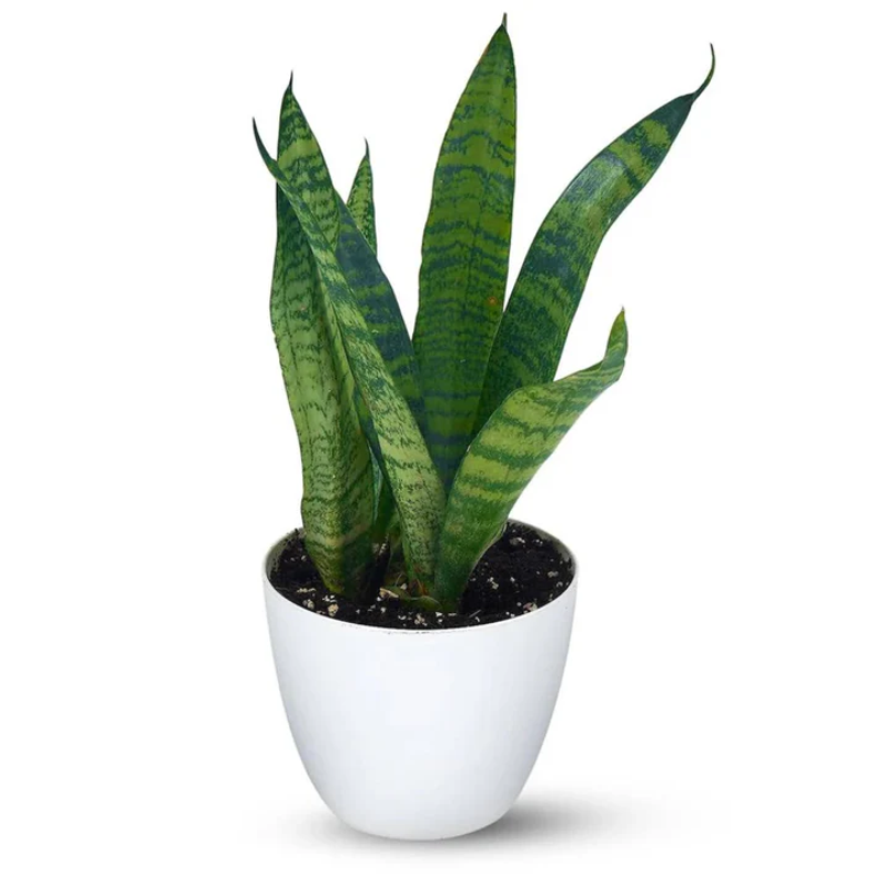 Bees Plant Hub Snake Plant (Sansevieria trifasciata) Indoor Live Plant