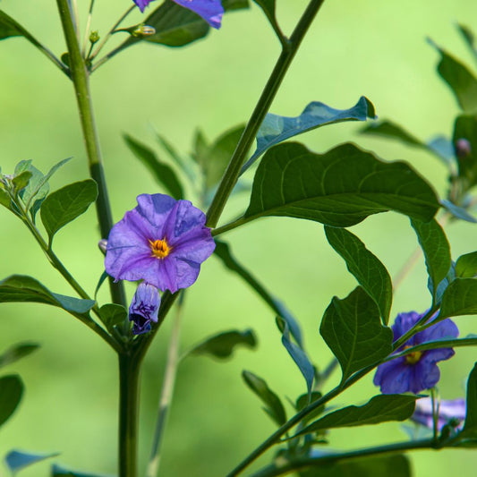 Bees Plant Hub Blue Solanum/ Lycianthes rantonnetii Live flowering Plant