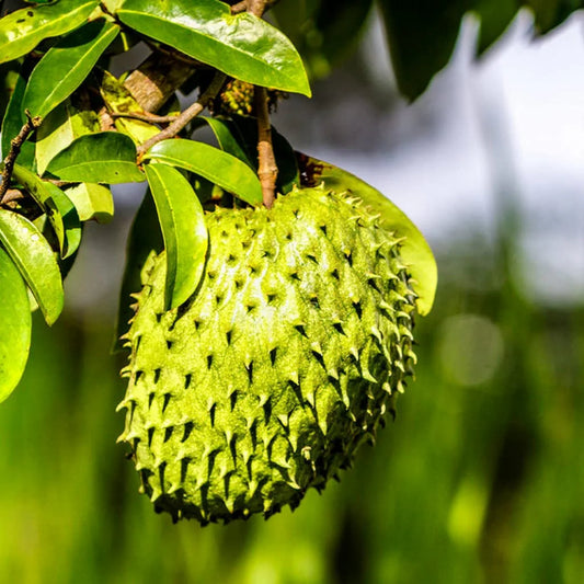 Bees Plant Hub Soursop (Annona Muricata) Fruit Live Plant