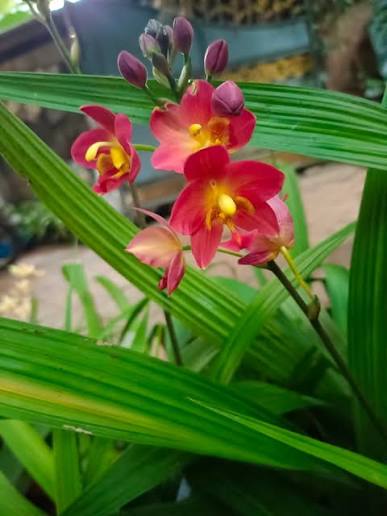 Bees Plant Hub Spathoglottis plicata Red Ground Orchid