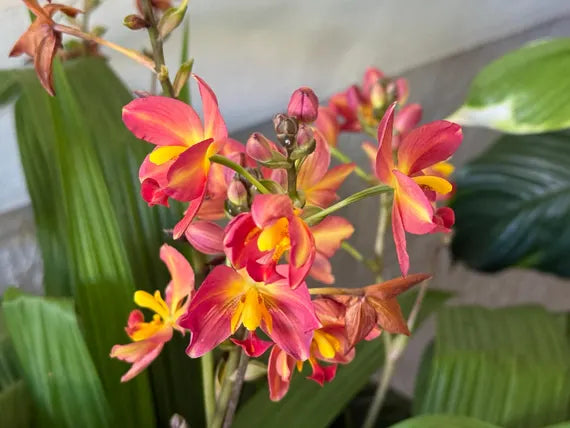 Bees Plant Hub Spathoglottis plicata Red Ground Orchid