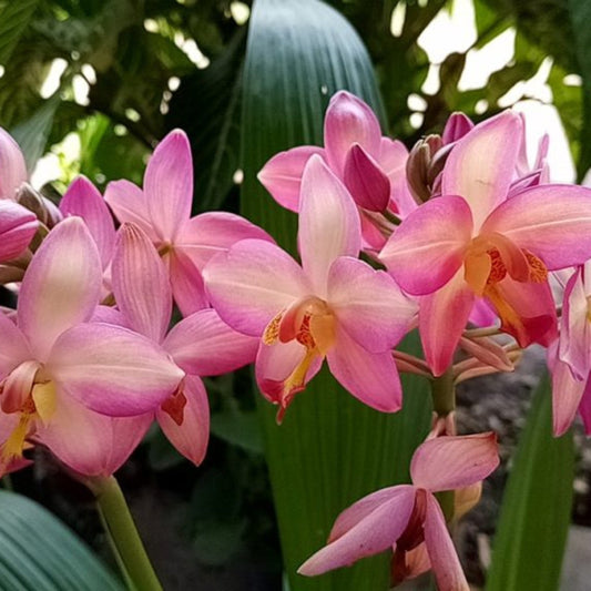 Bees Plant Hub Spathoglottis plicata Giant Pink Ground Orchid