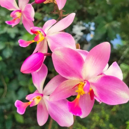 Bees Plant Hub Spathoglottis plicata Giant Pink Ground Orchid