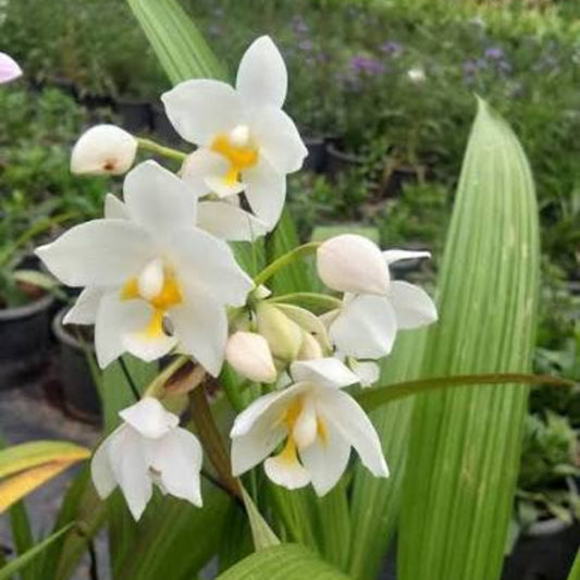Bees Plant Hub Spathoglottis plicata White Ground Orchid