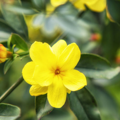 Yellow Jasmine Fragrant Rare Flowering Creeper Live Plant