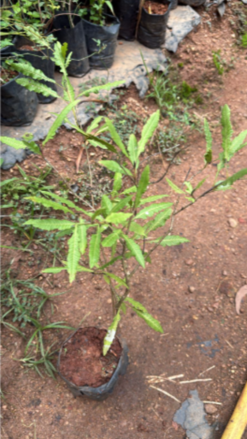 Bees Plant Hub Spring Guava (Psidium guajava) Fruit Live Plant