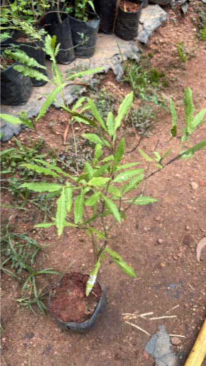 Bees Plant Hub Spring Guava (Psidium guajava) Fruit Live Plant