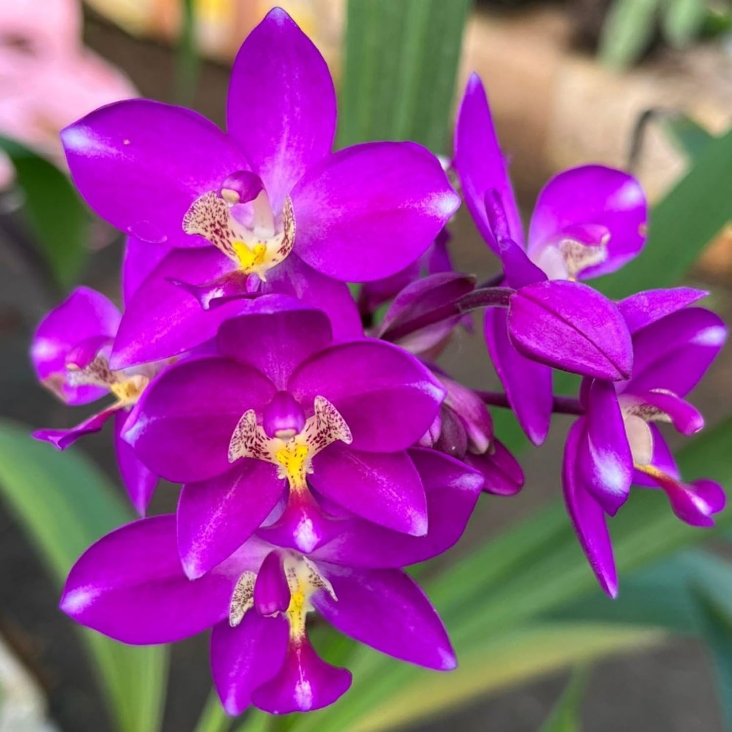 Spathoglottis plicata purple Ground Orchid