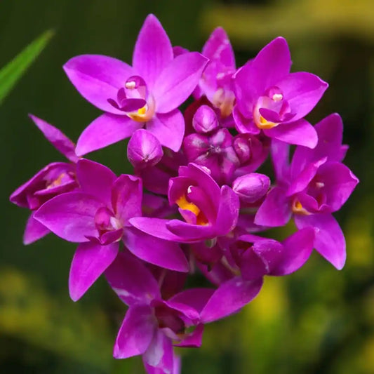 Spathoglottis plicata purple Ground Orchid