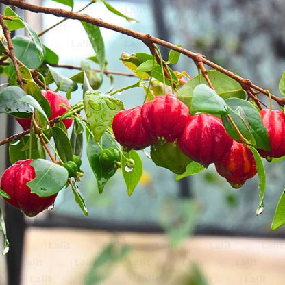 Surinam cherry  Bonsai Tree  Live Plant