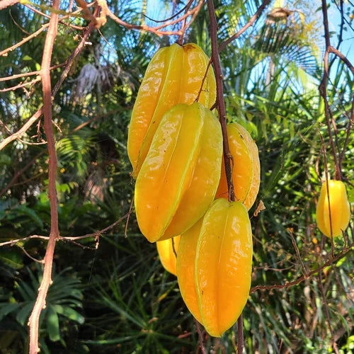 Bees Plant Hub Sweet Vareity Star Fruit / Carambola Grafted Live Plant (Averrhoa Carambola)