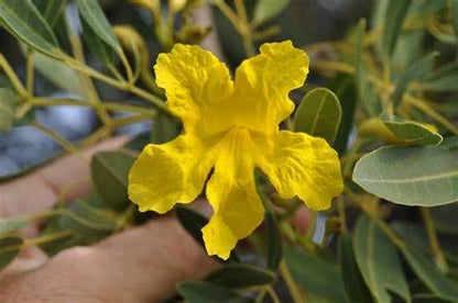 Bees Plant Hub Tree of Gold/Silver Trumpet Tree (Tabebuia aurea) Live Plant