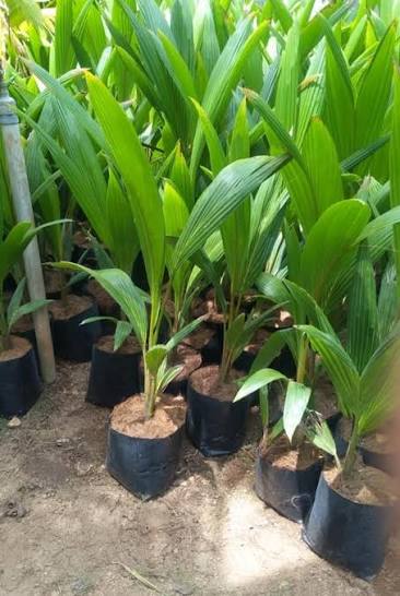 Bees Plant Hub Tall x Dwarf (T x D) Coconut Tree Plant