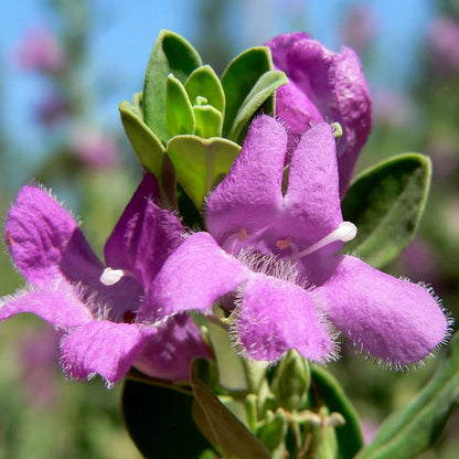 Bees Plant Hub Texas Sage (Leucophyllum Frutescens) All Time Flowering Live Plant